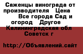 Саженцы винограда от производителя › Цена ­ 800 - Все города Сад и огород » Другое   . Калининградская обл.,Советск г.